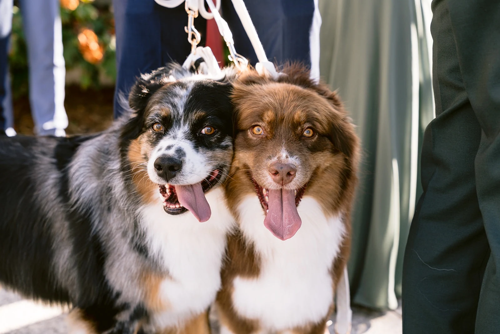 Deux chiens au pelage tricolore attendent côte à côte auprès des invités.